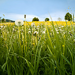 Landschaft Ainring