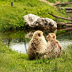 Ebbs, Zoo