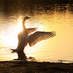 Salzachseen